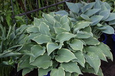 Hosta   1123.JPG