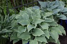 Hosta   1123.webp