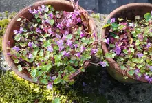 IMG_20230510_183341.webp