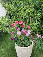 y_Kübelpflanze Veigelie_01.06_Tulpenmischung 'Hokus Pokus' spät.webp