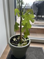 IMG_8818.jpeg