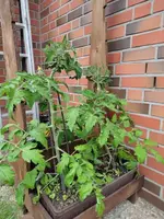 Tomaten.webp