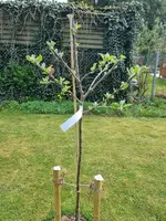 20230507_Holsteiner Cox_vorne.webp