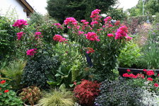 Bougenvillea   0622.JPG
