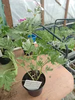 IMG_20230510_162551.webp