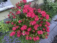 990566FA-BFC8-4BDF-9970-C592C76C0FC7.jpeg