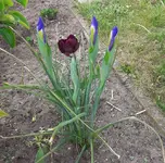 holl.Iris.webp