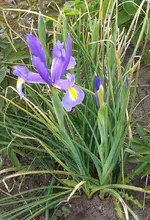 holl.Iris 2.webp