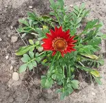 Mittagsgold rot.webp