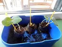 DSCN4747.webp