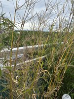 IMG_0437.jpg