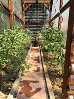 IMG_1685.jpeg