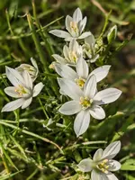 Milchstern.webp