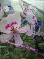 Lumii_20230513_083401024.webp