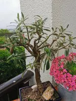 IMG_20230512_075744.webp