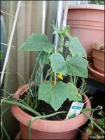 c060.webp