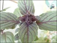 c065.webp