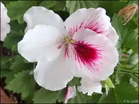 c068.webp