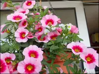 c090.webp