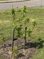 IMG_1961.jpeg