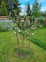 20230512_Apfelbaum Ontario.jpg