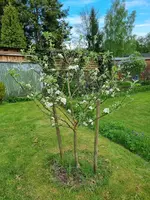 20230512_Apfelbaum Ontario.jpg