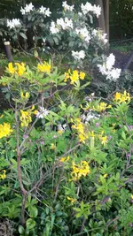Rhodo+Azalee.webp
