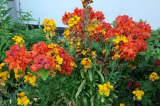 Azalee Gibraltar 20230513.webp