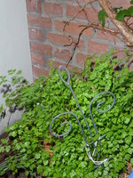 P1010080Kerbel mit Windensamen.JPG