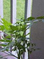 P1010086Liebstöckel.JPG
