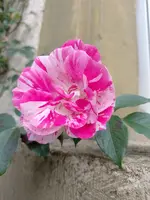 IMG_20230513_095157.webp