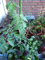 P1010093Tubis Streifenzipfel und Hyazinthen.webp