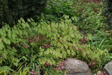 Epimedium   0523.JPG