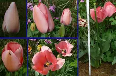 TuBellaBlush.webp