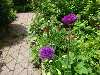 DSC02907.JPG