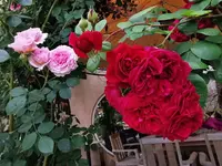 IMG_20210526_161923.webp