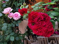 IMG_20210526_161923.jpg