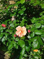 IMG_20230515_095725.jpg