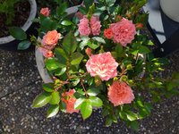 IMG_20230515_095832.jpg