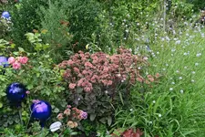 Sedum  0521.webp
