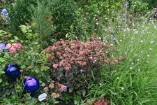 Sedum  0521.JPG