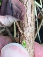 Fingernagelprobe_03.jpg
