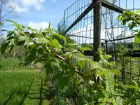 P1010048Himbeere.webp