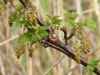 P1010070Schnecke an kleiner roten Johannisbeere.JPG