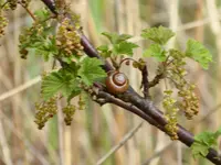 P1010070Schnecke an kleiner roten Johannisbeere.webp