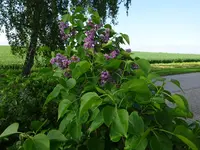 DSC02910.JPG