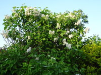 DSC02913.JPG