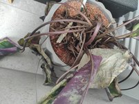IMG_20230516_155926.jpg