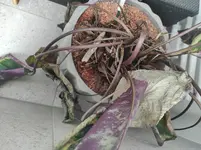 IMG_20230516_155926.webp