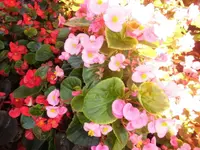 DSCI0594 (2).webp